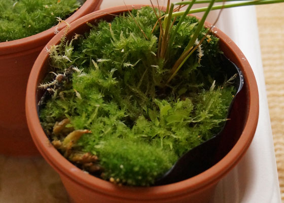 「食虫植物（ハエトリソウ）」テキトー栽培記