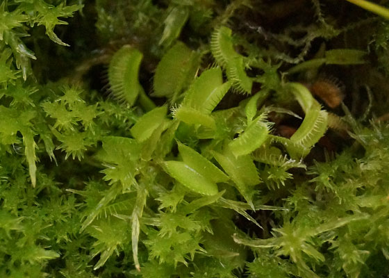 「食虫植物（ハエトリソウ）」テキトー栽培記