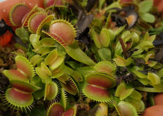 「食虫植物（ハエトリソウ）」テキトー栽培記