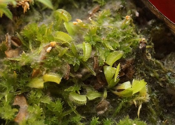 「食虫植物（ハエトリソウ・モウセンゴケ・ウツボカズラ・サラセニア・ムシトリスミレ・ミミカキグサ）」テキトー栽培記