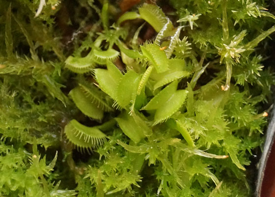 「食虫植物（ハエトリソウ）」テキトー栽培記