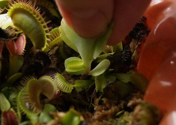 「食虫植物（ハエトリソウ）」テキトー栽培記