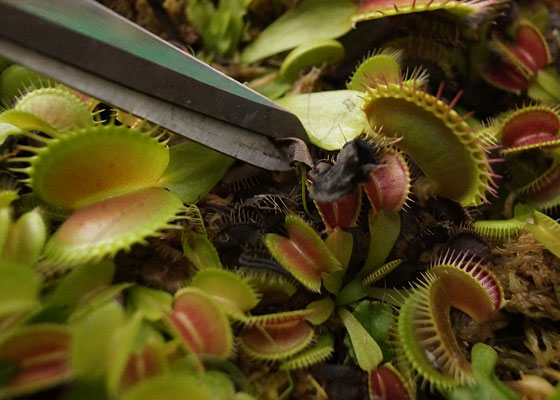 「食虫植物（ハエトリソウ）」テキトー栽培記