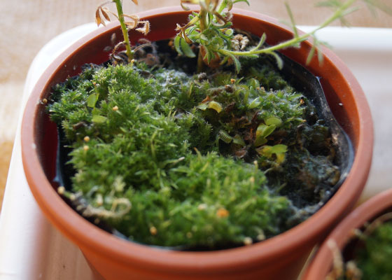 「食虫植物（ハエトリソウ）」テキトー栽培記