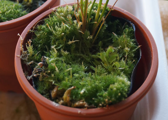 「食虫植物（ハエトリソウ）」テキトー栽培記