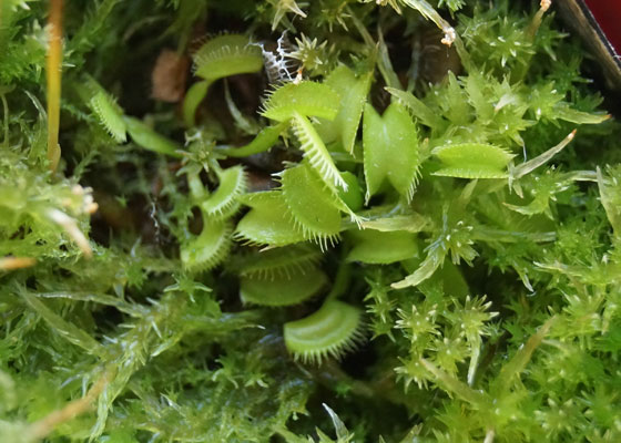 「食虫植物（ハエトリソウ）」テキトー栽培記