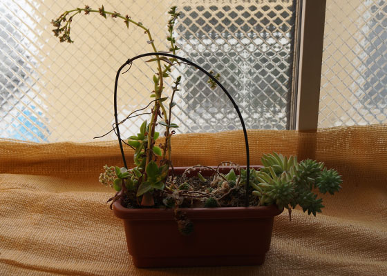 「多肉植物(樹氷・ツルギダ・秋麗・月美人・その他)」テキトー栽培記