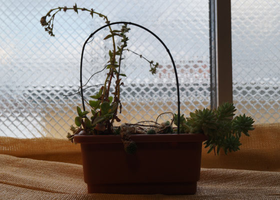 「多肉植物(樹氷・ツルギダ・秋麗・月美人・その他)」テキトー栽培記