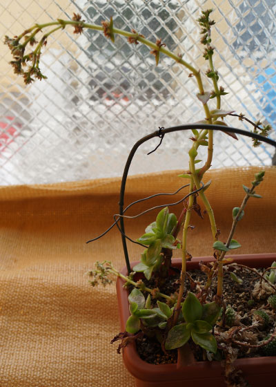 「多肉植物(樹氷・ツルギダ・秋麗・月美人・その他)」テキトー栽培記