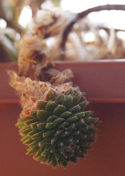 「多肉植物(樹氷・ツルギダ・秋麗・月美人・その他)」テキトー栽培記