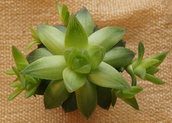 「多肉植物(樹氷・ツルギダ・秋麗・月美人・その他)」テキトー栽培記