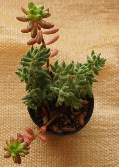 「多肉植物(樹氷・ツルギダ・秋麗・月美人・その他)」テキトー栽培記