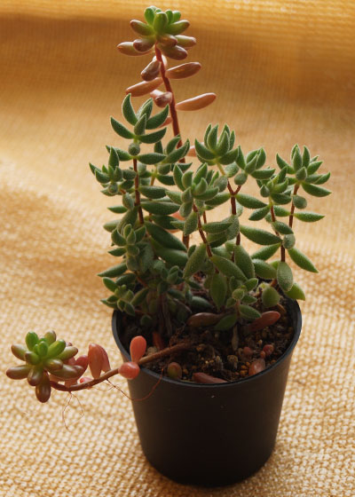 「多肉植物(樹氷・ツルギダ・秋麗・月美人・その他)」テキトー栽培記