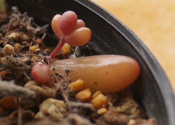 「多肉植物(樹氷・ツルギダ・秋麗・月美人・その他)」テキトー栽培記