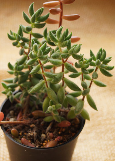 「多肉植物(樹氷・ツルギダ・秋麗・月美人・その他)」テキトー栽培記