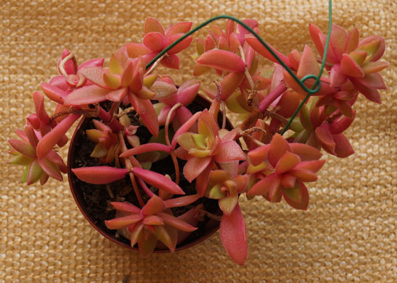 「多肉植物(樹氷・ツルギダ・秋麗・月美人・その他)」テキトー栽培記