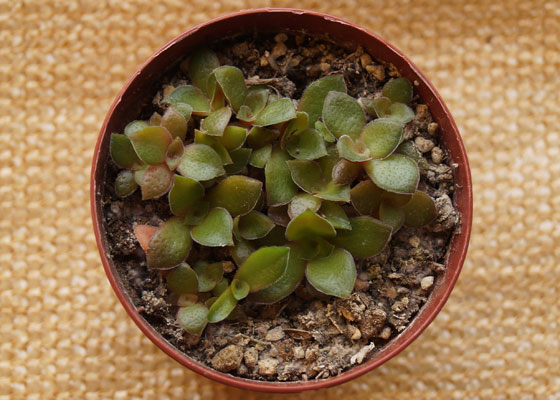 「多肉植物(樹氷・ツルギダ・秋麗・月美人・その他)」テキトー栽培記