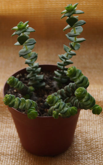 「多肉植物(樹氷・ツルギダ・秋麗・月美人・その他)」テキトー栽培記