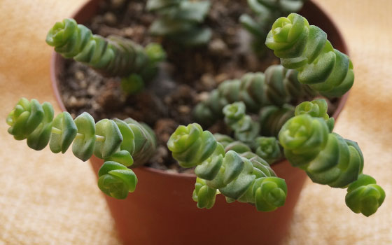 「多肉植物(樹氷・ツルギダ・秋麗・月美人・その他)」テキトー栽培記