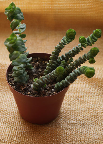 「多肉植物(樹氷・ツルギダ・秋麗・月美人・その他)」テキトー栽培記