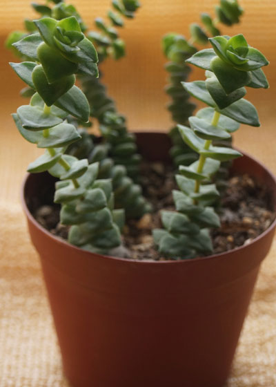 「多肉植物(樹氷・ツルギダ・秋麗・月美人・その他)」テキトー栽培記
