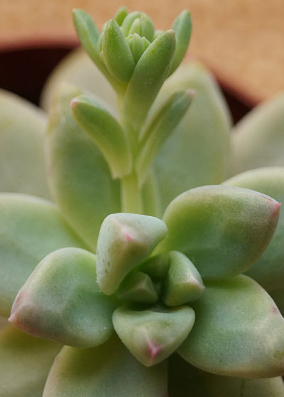 「多肉植物(樹氷・ツルギダ・秋麗・月美人・その他)」テキトー栽培記