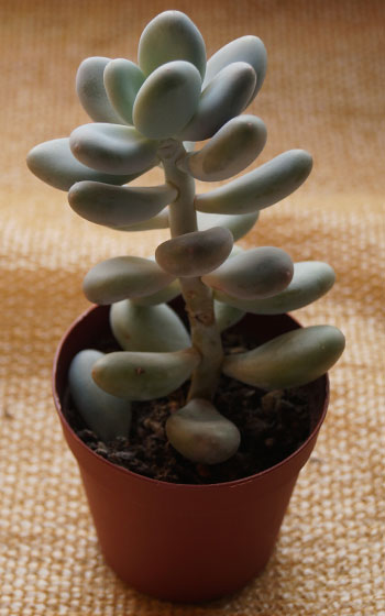 「多肉植物(樹氷・ツルギダ・秋麗・月美人・その他)」テキトー栽培記