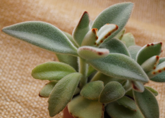 「多肉植物(樹氷・ツルギダ・秋麗・月美人・その他)」テキトー栽培記