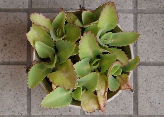 「多肉植物(樹氷・ツルギダ・秋麗・月美人・その他)」テキトー栽培記
