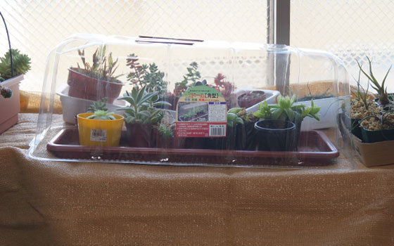 「多肉植物(樹氷・ツルギダ・秋麗・月美人・その他)」テキトー栽培記