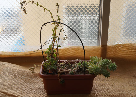 「多肉植物(樹氷・ツルギダ・秋麗・月美人・その他)」テキトー栽培記