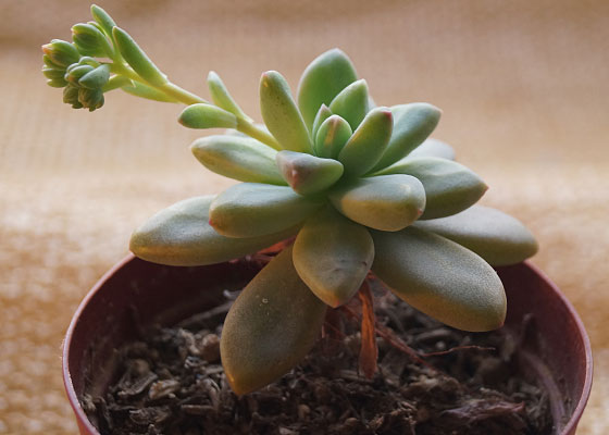 「多肉植物(樹氷・ツルギダ・秋麗・月美人・その他)」テキトー栽培記