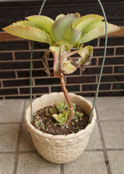 「多肉植物(樹氷・ツルギダ・秋麗・月美人・その他)」テキトー栽培記