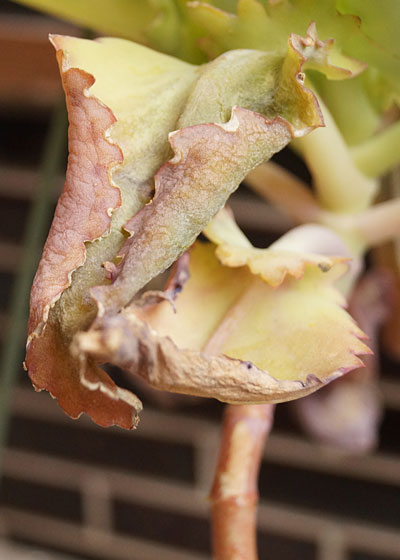 「多肉植物(樹氷・ツルギダ・秋麗・月美人・その他)」テキトー栽培記