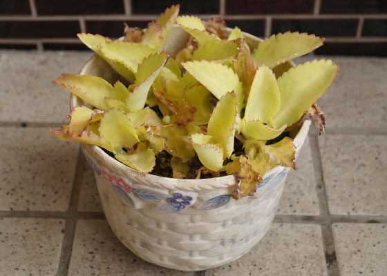 「多肉植物(樹氷・ツルギダ・秋麗・月美人・その他)」テキトー栽培記