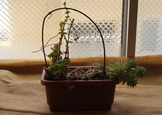 「多肉植物(樹氷・ツルギダ・秋麗・月美人・その他)」テキトー栽培記