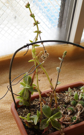 「多肉植物(樹氷・ツルギダ・秋麗・月美人・その他)」テキトー栽培記