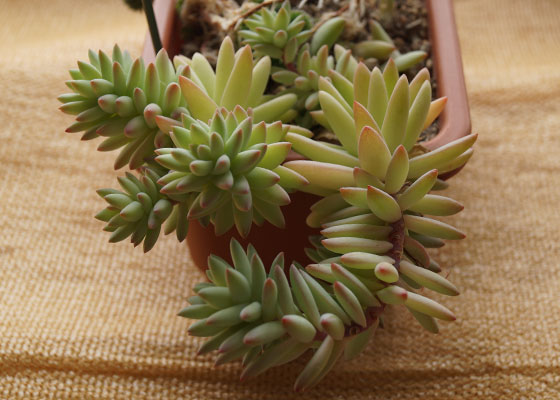 「多肉植物(樹氷・ツルギダ・秋麗・月美人・その他)」テキトー栽培記