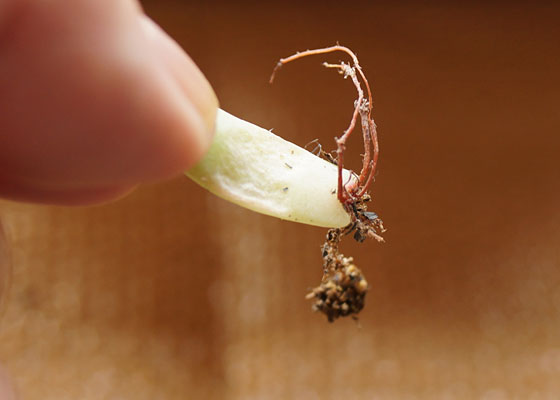 「多肉植物(樹氷・ツルギダ・秋麗・月美人・その他)」テキトー栽培記