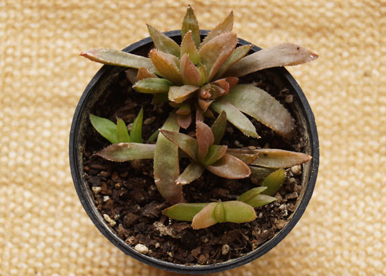 「多肉植物(樹氷・ツルギダ・秋麗・月美人・その他)」テキトー栽培記