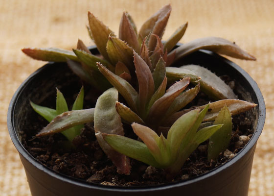 「多肉植物(樹氷・ツルギダ・秋麗・月美人・その他)」テキトー栽培記