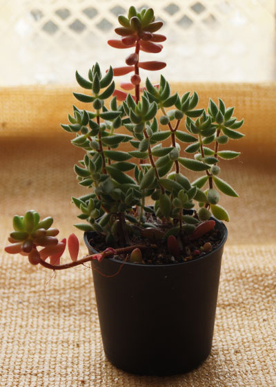 「多肉植物(樹氷・ツルギダ・秋麗・月美人・その他)」テキトー栽培記