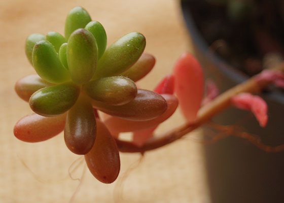 「多肉植物(樹氷・ツルギダ・秋麗・月美人・その他)」テキトー栽培記