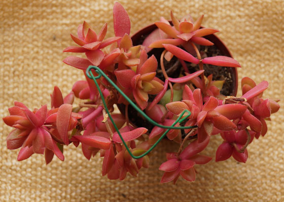 「多肉植物(樹氷・ツルギダ・秋麗・月美人・その他)」テキトー栽培記