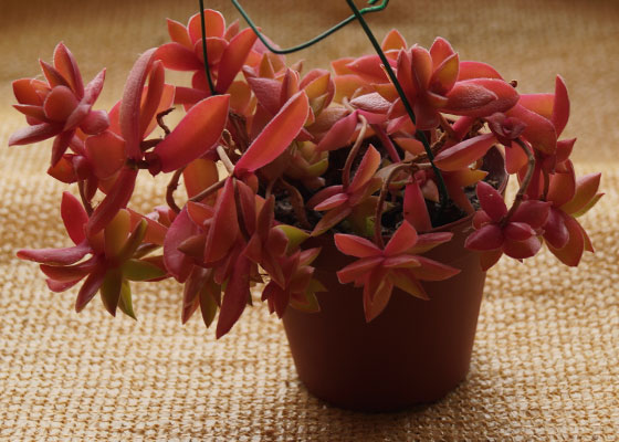 「多肉植物(樹氷・ツルギダ・秋麗・月美人・その他)」テキトー栽培記