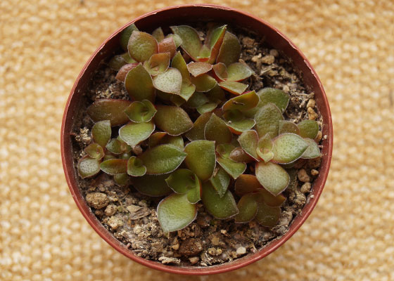 「多肉植物(樹氷・ツルギダ・秋麗・月美人・その他)」テキトー栽培記