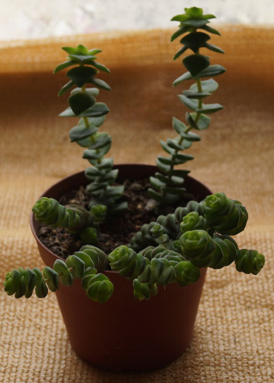 「多肉植物(樹氷・ツルギダ・秋麗・月美人・その他)」テキトー栽培記