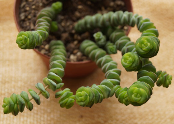 「多肉植物(樹氷・ツルギダ・秋麗・月美人・その他)」テキトー栽培記