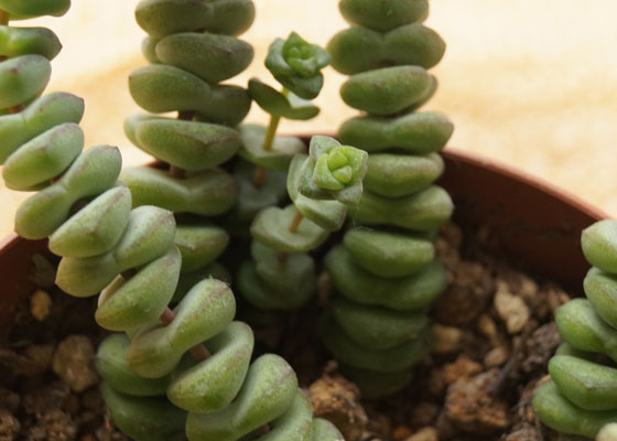 「多肉植物(樹氷・ツルギダ・秋麗・月美人・その他)」テキトー栽培記