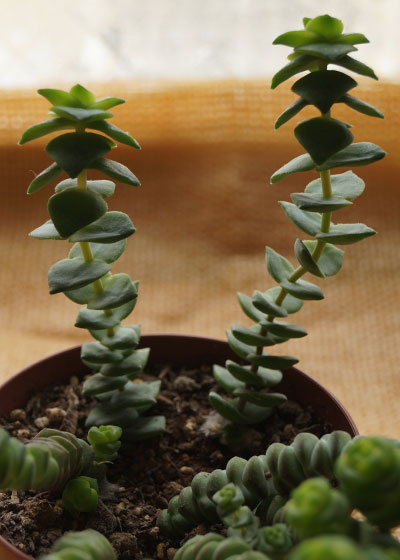「多肉植物(樹氷・ツルギダ・秋麗・月美人・その他)」テキトー栽培記